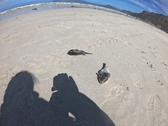 Amblyrhynchote honckenii