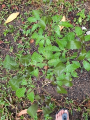 Vitex negundo negundo