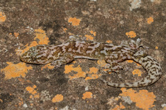 Afroedura nivaria