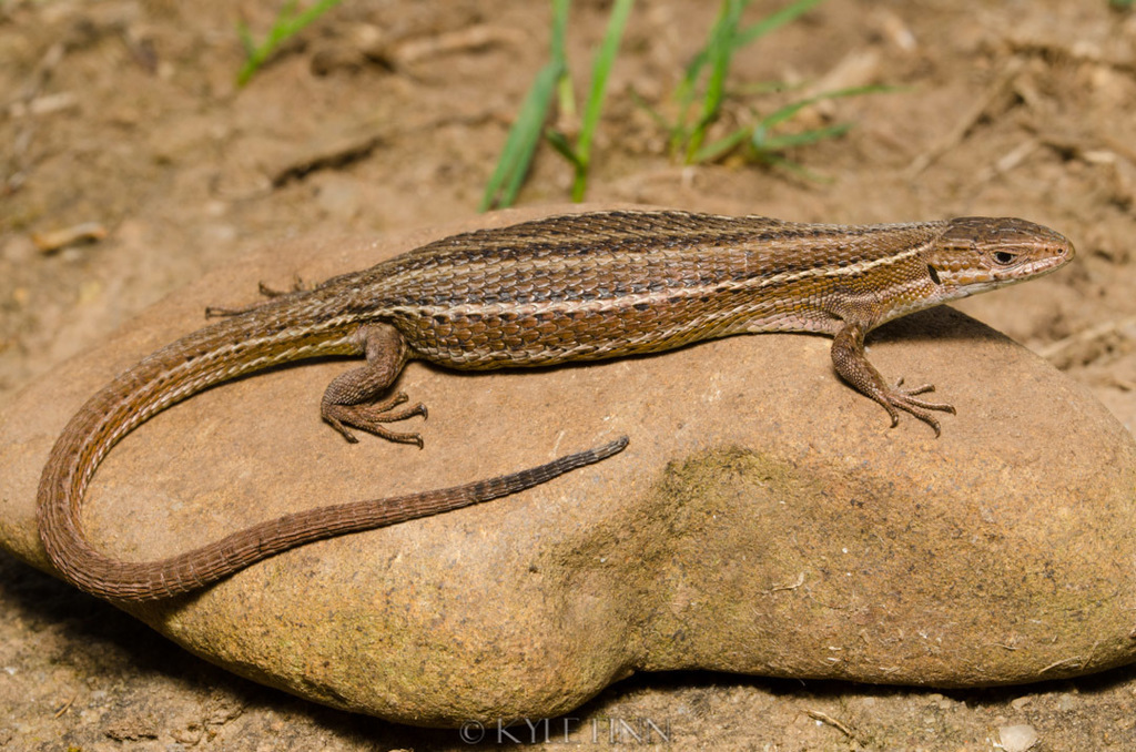 Essex's Mountain Lizard in September 2020 by Kyle Finn. Found at about ...