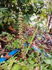 Ocimum basilicum