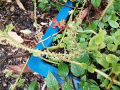Ocimum basilicum