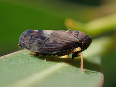 Tartessini