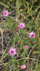 Diastella proteoides