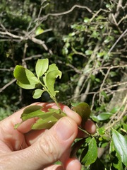 Citrus australis