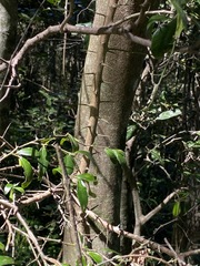 Citrus australis