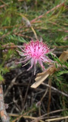 Diastella proteoides