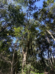 Citrus australis