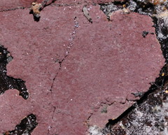 Hypoxylon rubiginosum