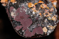 Hypoxylon rubiginosum