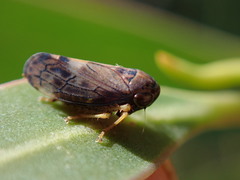 Tartessini