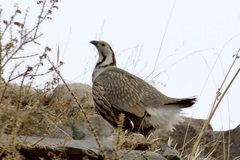 Tetraogallus himalayensis