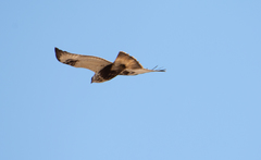 Buteo lagopus