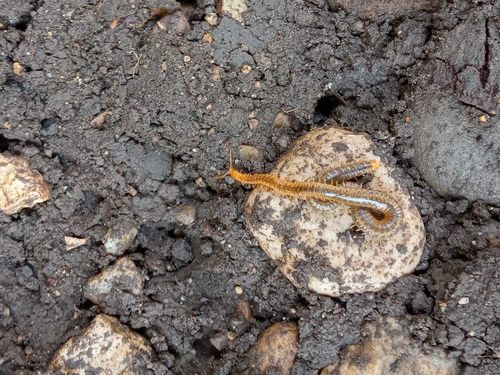 White-Striped Centipede