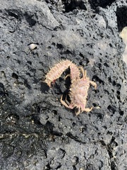 Aulacolambrus hoplonotus