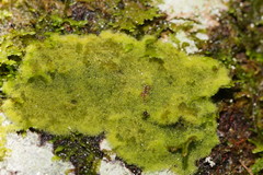 Coenogonium implexum