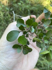 Planchonella cotinifolia