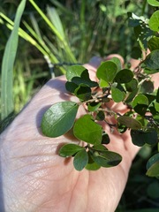 Planchonella cotinifolia