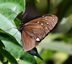 Euploea mulciber mulciber
