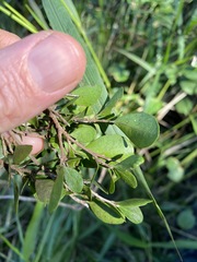 Planchonella cotinifolia