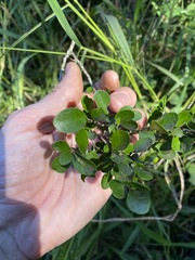 Planchonella cotinifolia