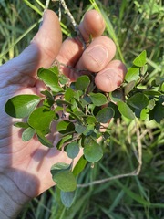 Planchonella cotinifolia