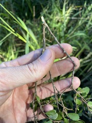 Planchonella cotinifolia
