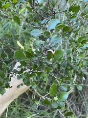 Planchonella cotinifolia