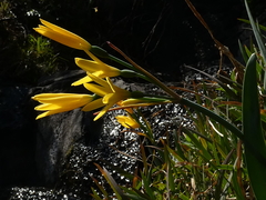 Cyrtanthus breviflorus