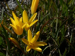 Cyrtanthus breviflorus