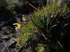 Cyrtanthus breviflorus