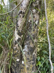 Planchonella cotinifolia