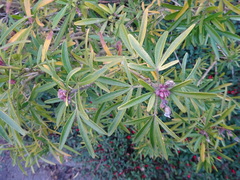 Choisya ×dewitteana