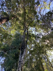 Planchonella cotinifolia