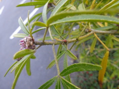 Choisya ×dewitteana