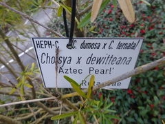 Choisya ×dewitteana