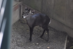 Elaphodus cephalophus