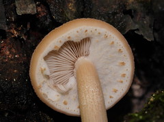 Cyclocybe parasitica