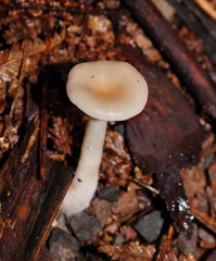 Singerocybe clitocyboides