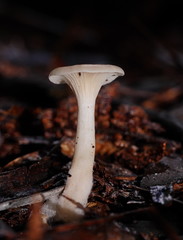 Singerocybe clitocyboides