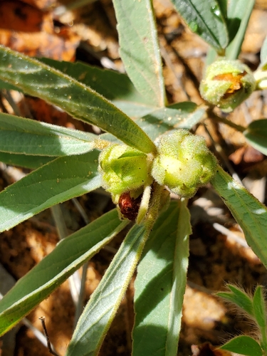 Melhania burchellii image