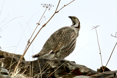 Tetraogallus himalayensis