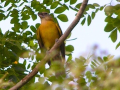 Pheucticus chrysopeplus