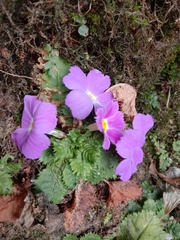 Primula gracilipes
