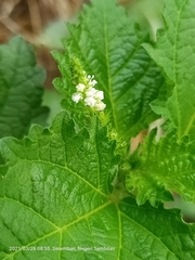 Varronia bullata