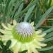 Protea scolymocephala - Photo (c) lukegallant,  זכויות יוצרים חלקיות (CC BY-NC), uploaded by lukegallant