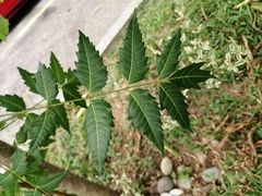 Azadirachta
