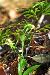Pterostylis areolata