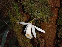 Pleione humilis