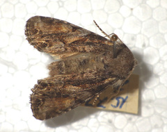 Lacanobia contigua